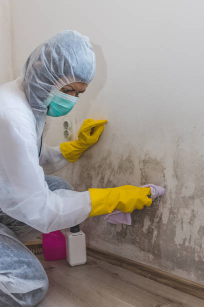 Best Environmental Consulting for Mold Prevention  in Edwardsville, KS