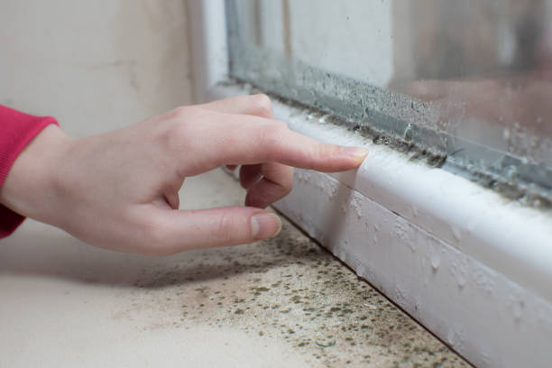 Best Industrial Mold Remediation  in Edwardsville, KS